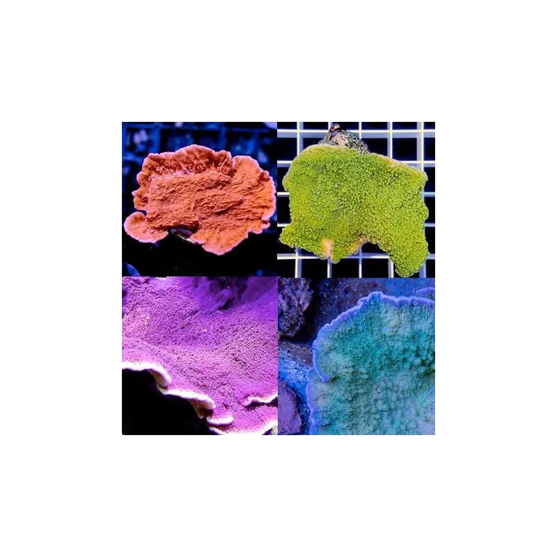 Montipora Pack Montipora Pack