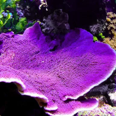 Montipora Pack b ✔ Bestel eenvoudig online! ✔ Laagste prijs