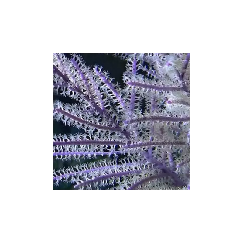 Pack Gorgoon B (4 pièces)