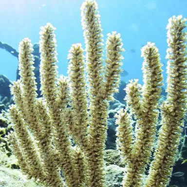 Gorgoon Pack B ✔ Einfach online bestellen! ✔ Günstigster Preis