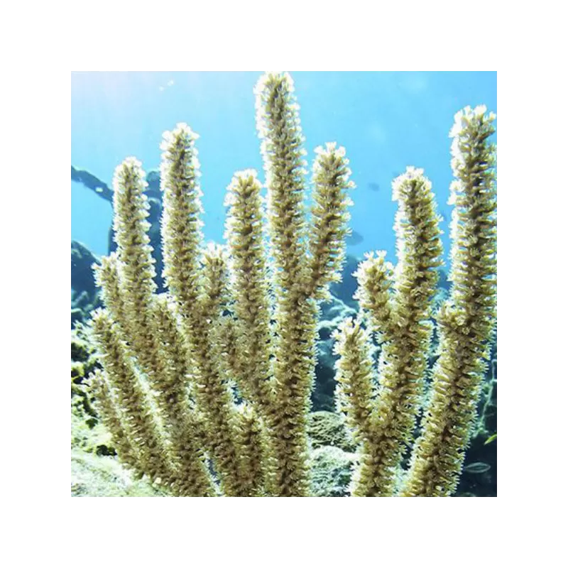 Pack Gorgoon B (4 pièces)