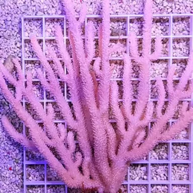 Gorgoon Pack B ✔ Einfach online bestellen! ✔ Günstigster Preis