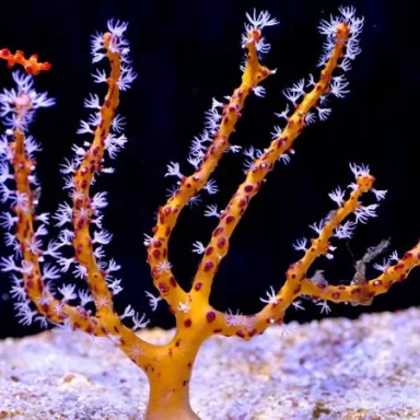 Gorgoon Pack B ✔ Einfach online bestellen! ✔ Günstigster Preis