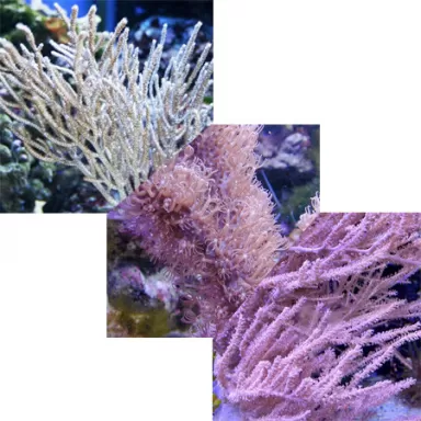 Pack Gorgoon A ✔ Commandez facilement en ligne ! ✔ Prix le plus bas