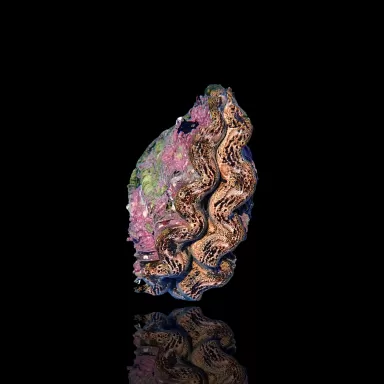 Tridacna Maxima Gold