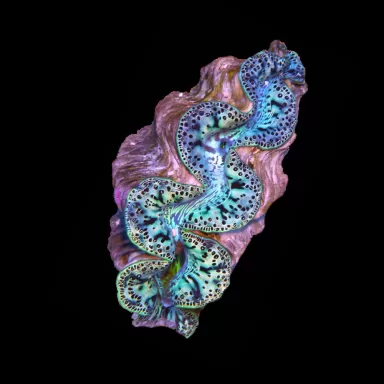 Tridacna Maxima Ultra Blue kaufen | Coralandfishstore.nl