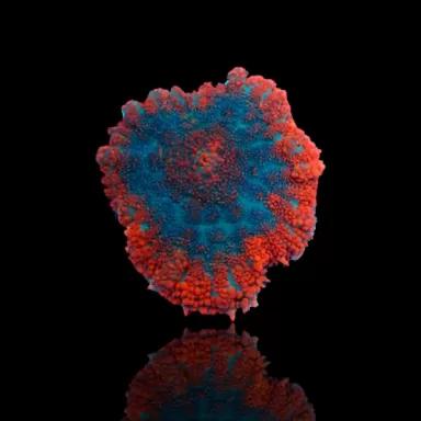 Rhodactis Orange Rim - Bullseye ✔ Einfach online bestellen! ✔ Günstigster Preis