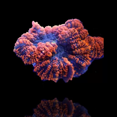 Rhodactis Orange Rim - Bullseye ✔ Einfach online bestellen! ✔ Günstigster Preis