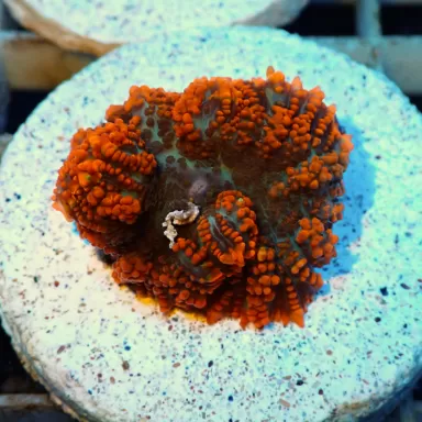 Rhodactis Orange Rim - Bullseye ✔ Einfach online bestellen! ✔ Günstigster Preis