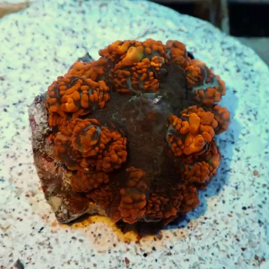 Rhodactis Orange Rim - Bullseye ✔ Einfach online bestellen! ✔ Günstigster Preis