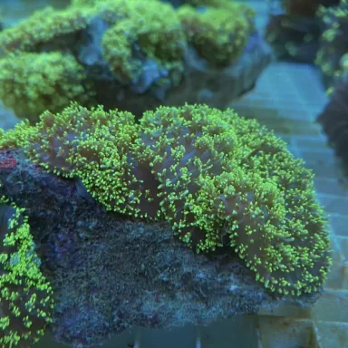 Rhodactis Haarpilz Neongrün ✔ Einfach online bestellen! ✔ Günstigster Preis