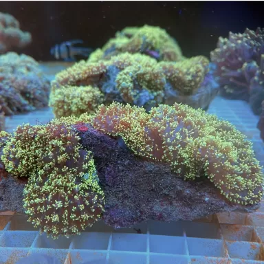 Rhodactis Haarpilz Neongrün ✔ Einfach online bestellen! ✔ Günstigster Preis