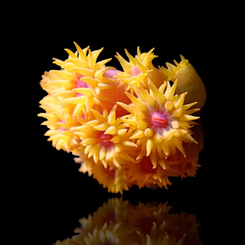 Tubastrea Orange (Aardbijkoraal)