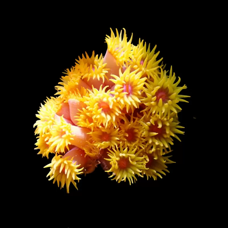 Tubastrea Orange (Earthbee Coral) ✔ Commandez facilement en ligne ! ✔ Prix le plus bas Tubastrea Orange (Earthbee Coral) ✔ Commandez facilement en ligne ! ✔ Prix le plus bas