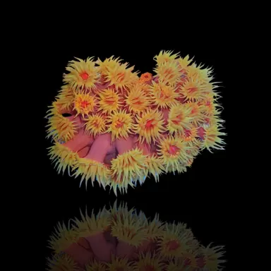 Tubastrea Orange (Earthbee Coral) ✔ Einfach online bestellen! ✔ Günstigster Preis