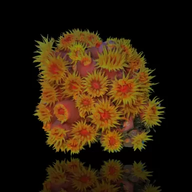 Tubastrea Orange (Earthbee Coral) ✔ Einfach online bestellen! ✔ Günstigster Preis