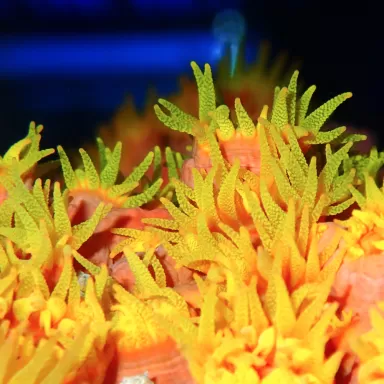 Tubastrea Orange (Earthbee Coral) ✔ Einfach online bestellen! ✔ Günstigster Preis