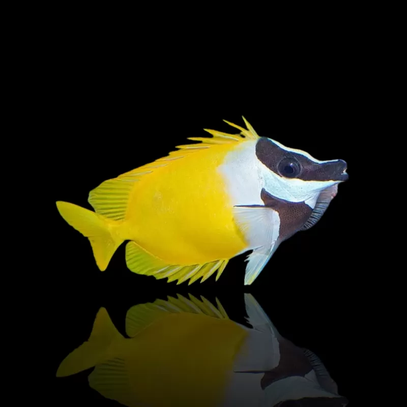 Bestellen Sie Siganus Vulpinus (L)? l Coralandfishstore.nl Bestellen Sie Siganus Vulpinus (L)? l Coralandfishstore.nl