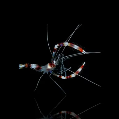 Stenopus hispidus