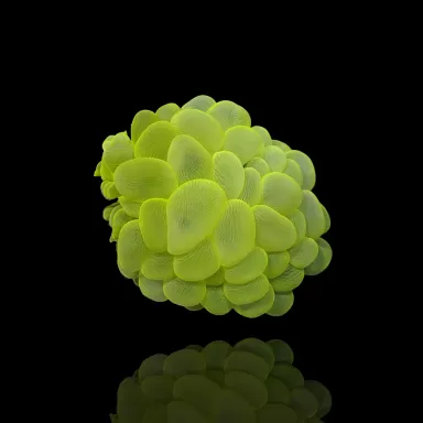 Kaufen Sie Plerogyra Sinuosa Green L-Größe | Coralandfishstore.nl