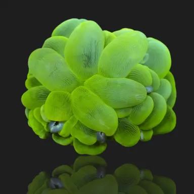Kaufen Sie Plerogyra Sinuosa Green L-Größe | Coralandfishstore.nl