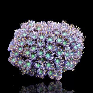 Kaufen Sie Clavularia sp orange/gelb/grün gestreift S-Größe | Coralandfishstore.nl