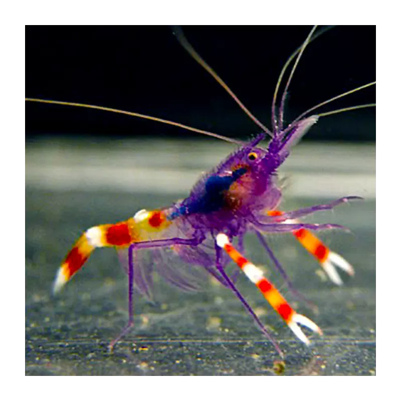 Stenopus Tenuirostris