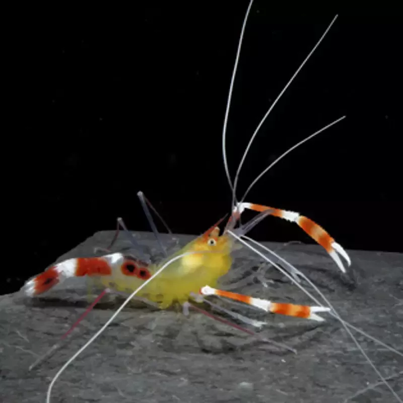 Stenopus Cyanocelis / Scuttelatus Stenopus Cyanocelis / Scuttelatus