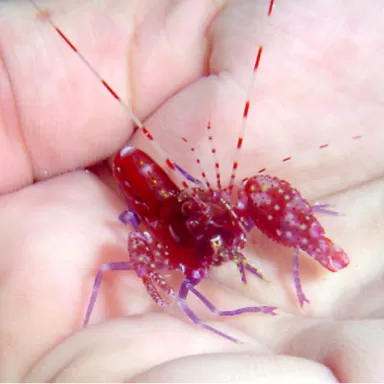 Alpheus Armatus kaufen? l Coralandfishstore.nl