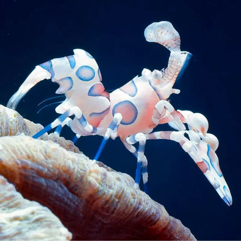 Hymenocera Elegans/picta Hymenocera Elegans/picta