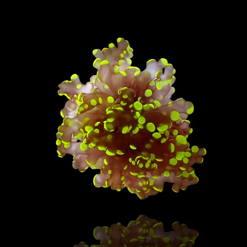 Kaufen Sie Euphyllia Divisa Ultra Green S-Größe | Coralandfishstore.nl Kaufen Sie Euphyllia Divisa Ultra Green S-Größe | Coralandfishstore.nl