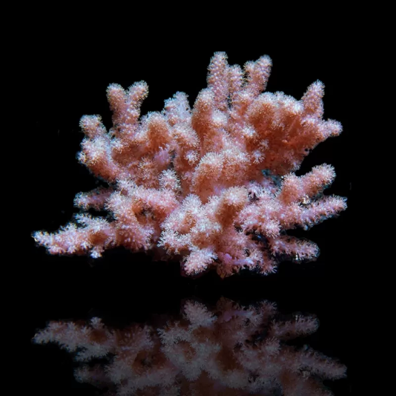Kaufen Cladiella sp Colt Größe M/L | Coralandfishstore.nl Kaufen Cladiella sp Colt Größe M/L | Coralandfishstore.nl