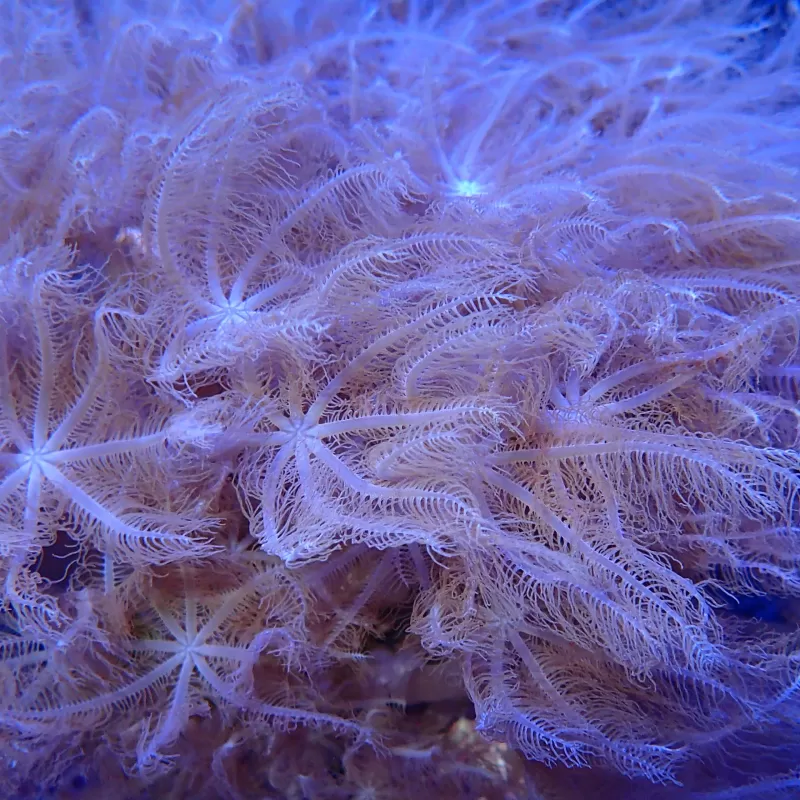 Anthelia Glauca S-Größe | Coralandfishstore.nl Anthelia Glauca S-Größe | Coralandfishstore.nl
