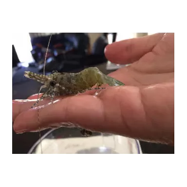 Saron Marmoratus Männchen bestellen? l Coralandfishstore.nl