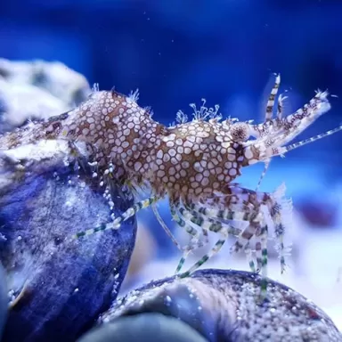 Saron Marmoratus Männlich
