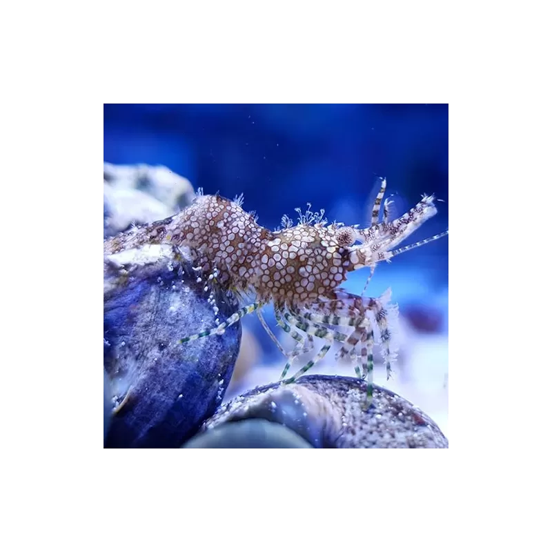 Saron Marmoratus Männchen bestellen? l Coralandfishstore.nl Saron Marmoratus Männchen bestellen? l Coralandfishstore.nl