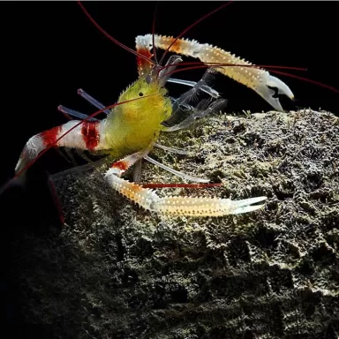 Stenopus zanzibaricus