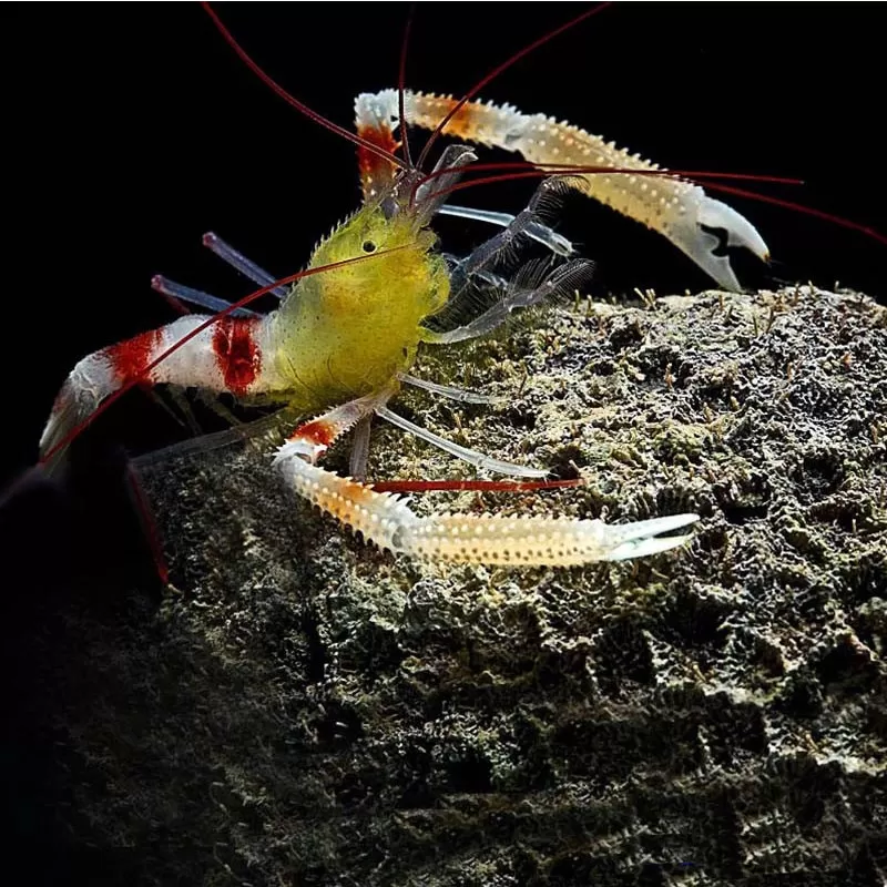 Stenopus zanzibaricus bestellen? l Coralandfishstore.nl Stenopus zanzibaricus bestellen? l Coralandfishstore.nl