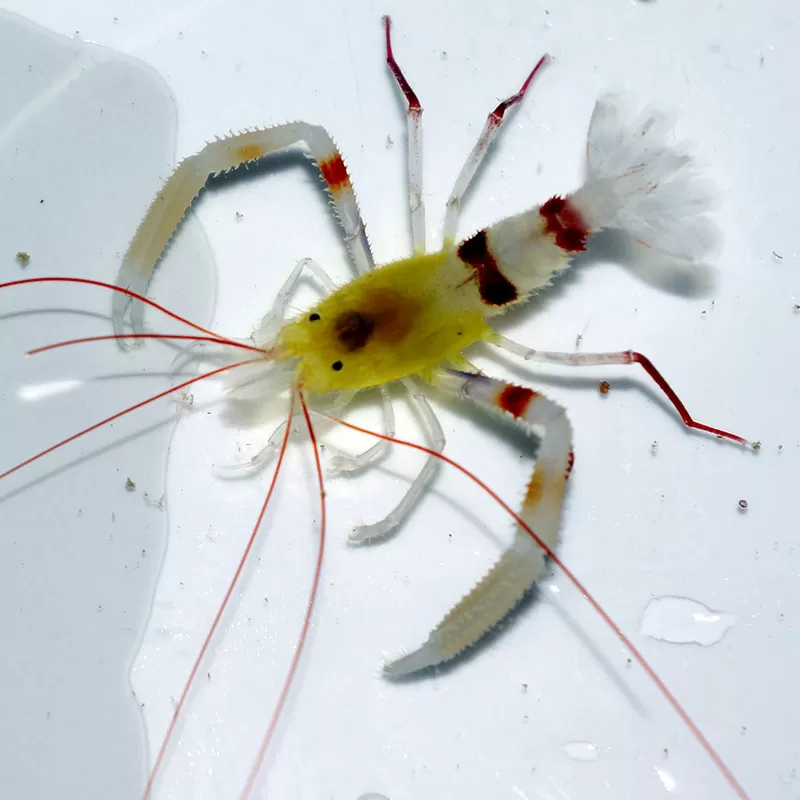 Stenopus zanzibaricus bestellen? l Coralandfishstore.nl Stenopus zanzibaricus bestellen? l Coralandfishstore.nl