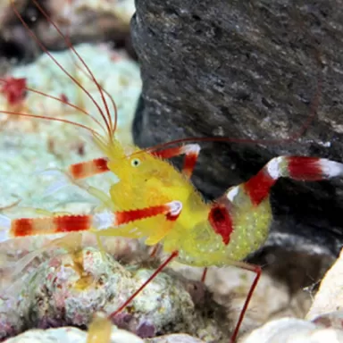 Stenopus Zanzibaricus bestellen? l Coralandfishstore.nl