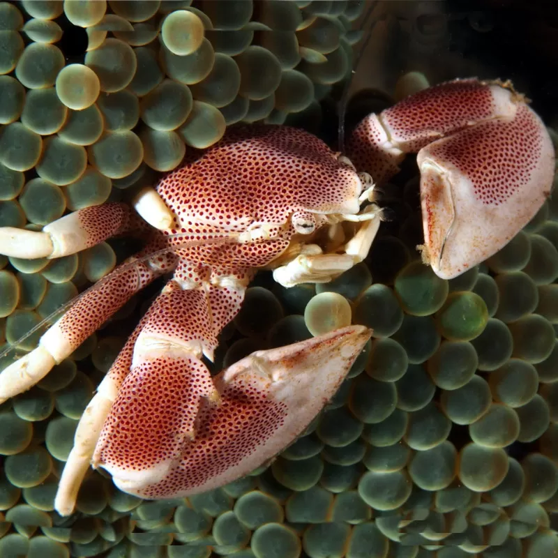 Neopetrolisthes Maculatus