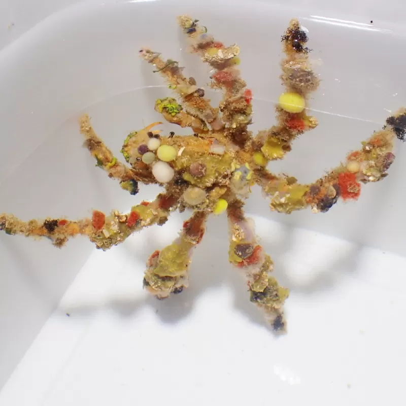 Decoratie krab - Camposcia Retusa Decoratie krab - Camposcia Retusa