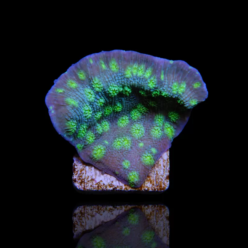 Echinopora lamellosa | Coralandfishstore ✔ Niedrigster Preis Echinopora lamellosa | Coralandfishstore ✔ Niedrigster Preis