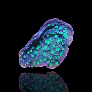 Echinopora lamellosa | Coralandfishstore ✔ Niedrigster Preis