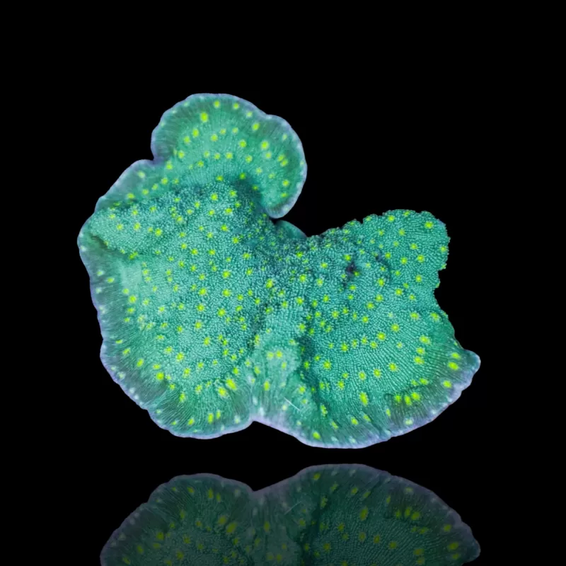 Echinopora lamellosa | Coralandfishstore ✔ Niedrigster Preis Echinopora lamellosa | Coralandfishstore ✔ Niedrigster Preis
