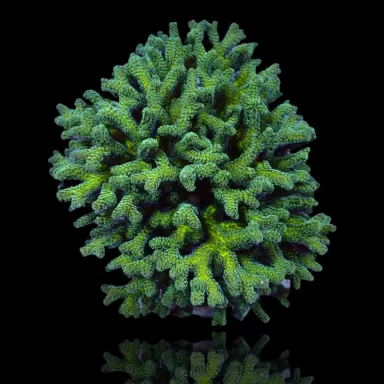 Seriatopora Caliendrum kaufen? | Coralandfishstore.nl