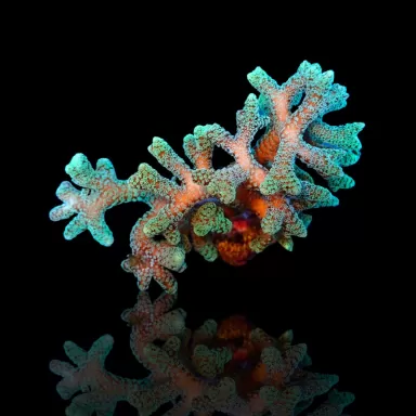 Seriatopora Caliendrum kaufen? | Coralandfishstore.nl