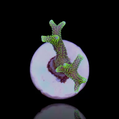 Seriatopora Caliendrum kaufen? | Coralandfishstore.nl