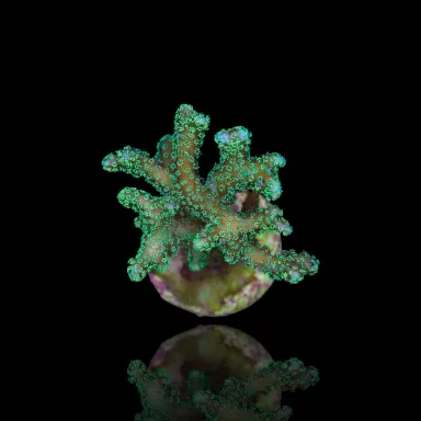 Seriatopora Caliendrum kaufen? | Coralandfishstore.nl