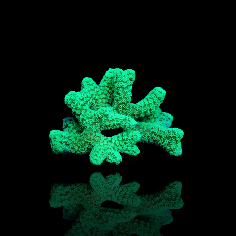 Seriatopora Caliendrum kaufen? | Coralandfishstore.nl Seriatopora Caliendrum kaufen? | Coralandfishstore.nl